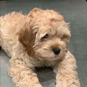 Meet your Posher, Charlotte